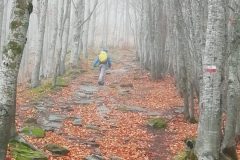 Tra la nebbia