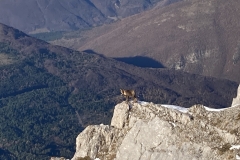 Camoscio in libertà