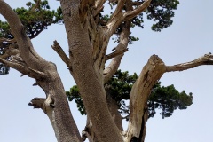 Flora del Parco