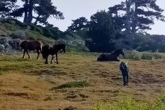 Cavalli al pascolo