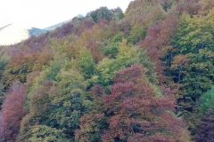 Colori d'Autunno