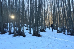 Nel bosco delle "Tre Caciare"