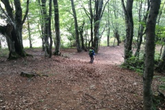 Scendendo nel bosco