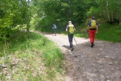 Dentro il bosco