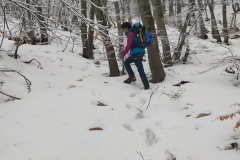 Nel bosco sul fosso