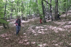 In discesa dentro al bosco per chiudere l'anello