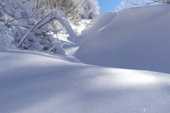 Bianco candido