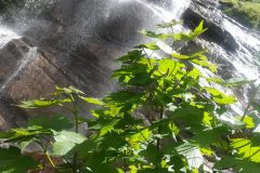 Verde su acqua di cascata