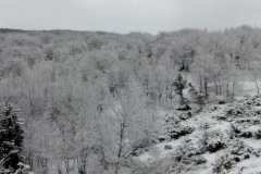 Spettacolo invernale tra i rami