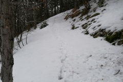 Primi passi dentro al bosco