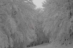 Montagna + Neve + Boschi = scenari unici!