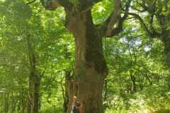 Elettra nel bosco di Sant'Antonio