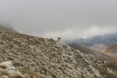 Camosci tra la nebbia