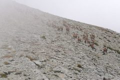 Camosci tra la nebbia