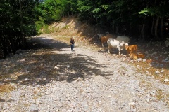 Salendo tra la fauna locale