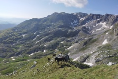 Cavalli al pascolo sotto La Meta