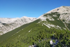 L'immensità dei Pini Mughi